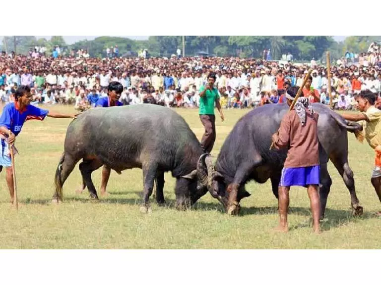 Assam में भैंसों की लड़ाई परंपरा की लड़ाई या एक युग का अंत