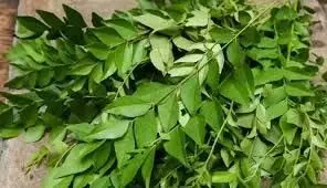 curry leaves:खाली पेट करी पत्ता चबाने के चमत्कारिक फायदे