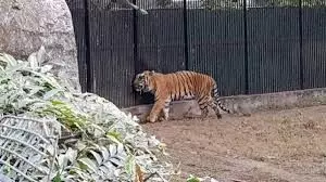 Lucknow: कड़ाके की ठंड के चलते शेर, चीता, टाइगर को खिलाई विटामिन की गोलियां