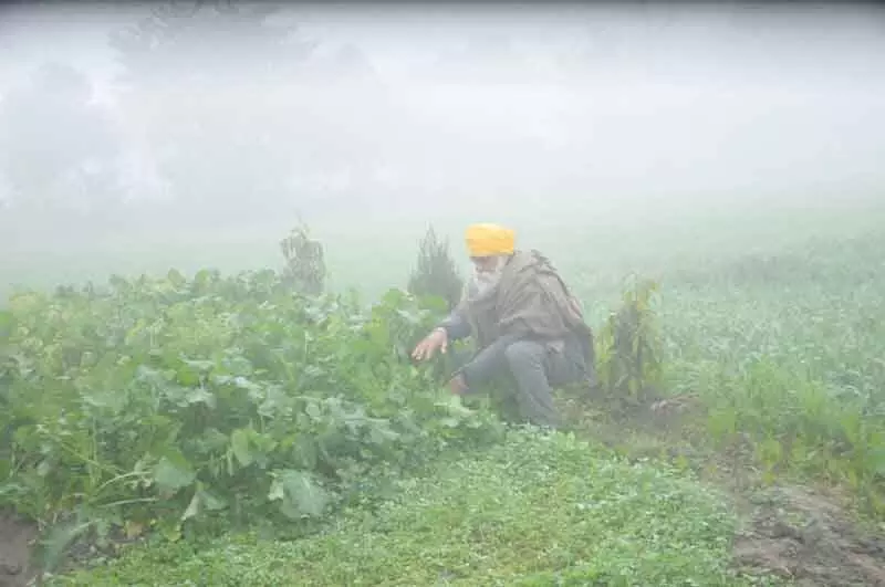 Amritsar: ठंड ने जिले के गेहूं उत्पादक किसानों के चेहरे पर खुशी ला दी