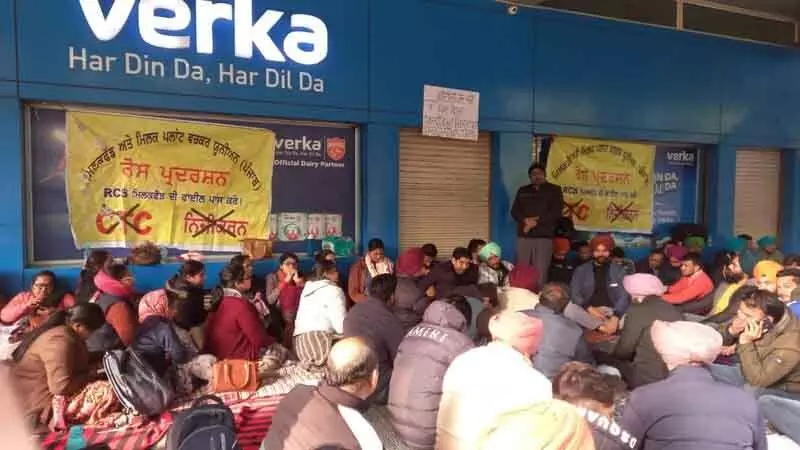 Verka कर्मचारियों का धरना जारी, सेवा नियमों में बदलाव की मांग