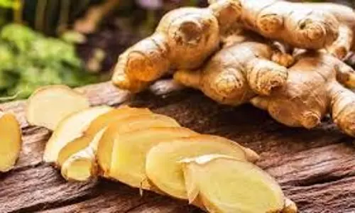 Health: हाई ब्लड प्रेशर से लेकर इन बीमारियों में फायदेमंद है अदरक का सेवन Health: हाई ब्लड प्रेशर से लेकर इन बीमारियों में फायदेमंद है अदरक का सेवन