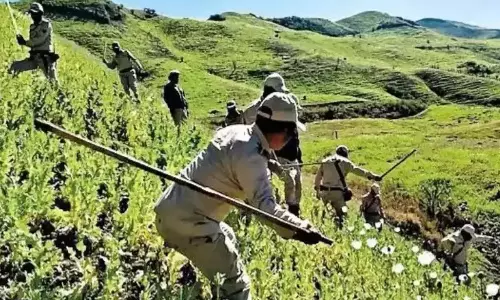 Manipur: ड्रोन का इस्तेमाल कर 113 एकड़ अफीम की खेती नष्ट की गई