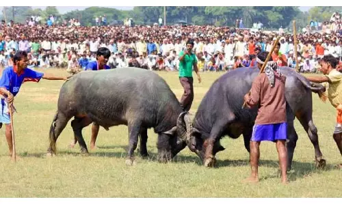 Assam में भैंसों की लड़ाई परंपरा की लड़ाई या एक युग का अंत