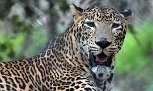 Assam: तिनसुकिया में तेंदुए के हमले में स्थानीय लोग घायल