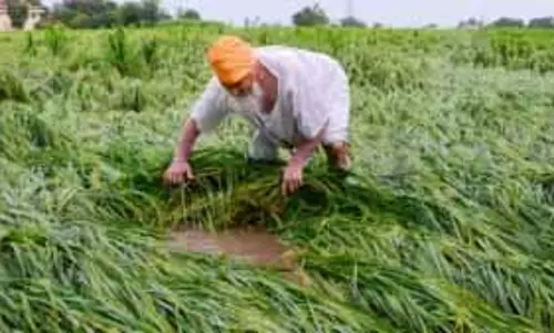जलवायु परिवर्तन से भारत में गेहूं और चावल की पैदावार में 10 % की कमी आएगी
