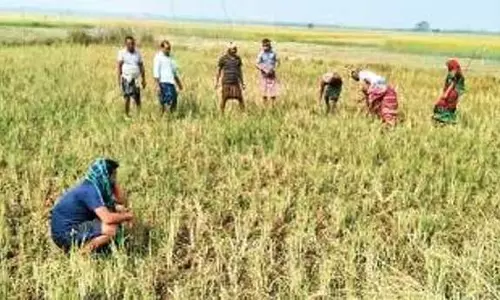 PPC खुलने में देरी से जगतसिंहपुर के किसान हताश PPC खुलने में देरी से जगतसिंहपुर के किसान हताश
