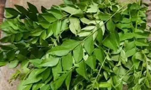 curry leaves:खाली पेट करी पत्ता चबाने के चमत्कारिक फायदे curry leaves:खाली पेट करी पत्ता चबाने के चमत्कारिक फायदे