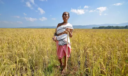 Odisha: मंत्री ने कहा, मंडियों में अत्यंत निम्न गुणवत्ता वाले धान की खरीद नहीं की जाएगी