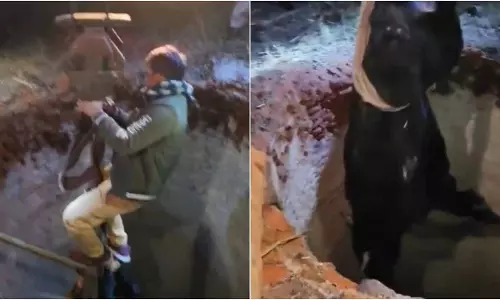 Ghaziabad: गहरे कुएं से आवारा सांड को क्रेन की मदद से निकाला गया, वीडियो वायरल Ghaziabad: गहरे कुएं से आवारा सांड को क्रेन की मदद से निकाला गया, वीडियो वायरल
