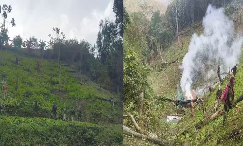 Manipur : सेनापति के खाबुंग पहाड़ी क्षेत्र में 19 एकड़ अफीम की खेती नष्ट