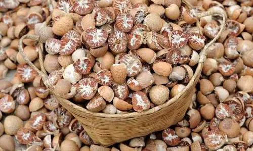 Meghalaya में सुपारी के बागान लुप्त हो रहे Meghalaya में सुपारी के बागान लुप्त हो रहे