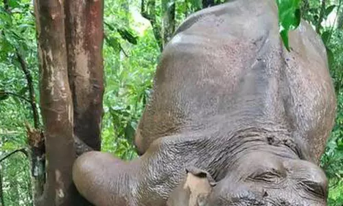 Kerala : वन विभाग ने वायनाड में घायल हाथी के बच्चे को बचाया