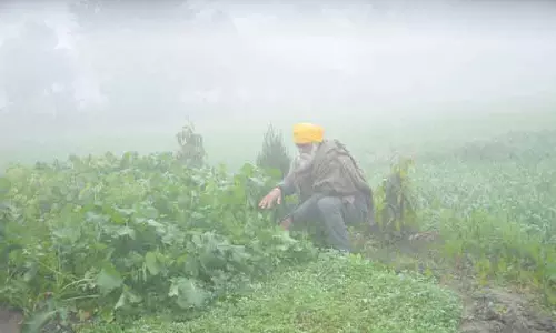 Amritsar: ठंड ने जिले के गेहूं उत्पादक किसानों के चेहरे पर खुशी ला दी