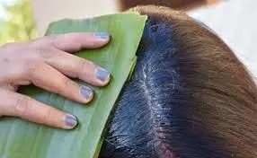 Hair Care: डैमेज बालों में जान डाल देगा एलोवेरा, हफ्ते में एक बार ऐसे लगाएं