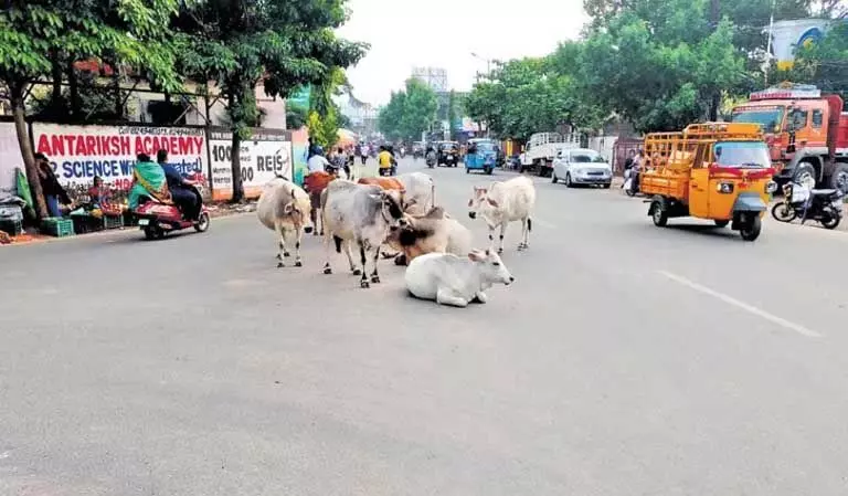 Odisha के ब्रह्मपुर की सड़कों पर आवारा पशुओं ने मचाई तबाही