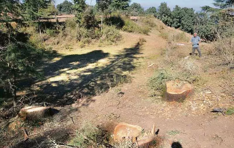 Shimla की हरित पट्टी का विस्तार तारा देवी तक किया गया