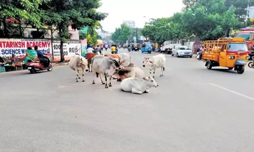 Odisha: ओडिशा के ब्रह्मपुर की सड़कों पर आवारा पशुओं ने मचाई तबाही
