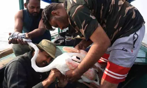 चिल्का झील के ग्रेटर फ्लेमिंगो को प्रवास मार्ग रिकॉर्ड करने के लिए टैग किया गया