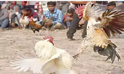 Andhra: मुर्गों की लड़ाई पर नियंत्रण के लिए नियंत्रण कक्ष स्थापित किए गए