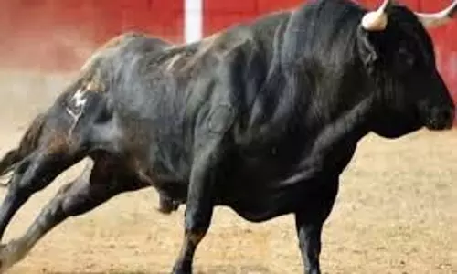 Rajasthan News:  ट्यूशन से लौट रहे छात्र पर आवारा सांड ने किया हमला
