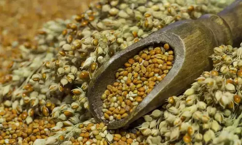 Assam: उदलगुरी में बाजरा खिलाने की पायलट परियोजना शुरू की गई