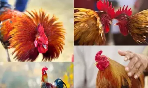 AP आबकारी अधिकारी संक्रांति उत्सव के दौरान शराब की आपूर्ति सुनिश्चित करेंगे AP आबकारी अधिकारी संक्रांति उत्सव के दौरान शराब की आपूर्ति सुनिश्चित करेंगे