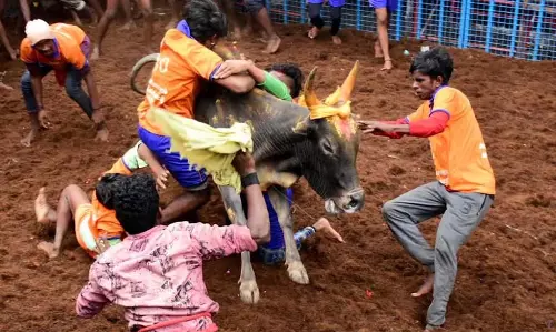 अवनियापुरम जल्लीकट्टू: ट्रैक और गेट तैयार किए जा रहे