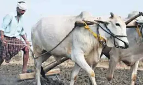 Hyderabad: 2 लाख से ज़्यादा के फ़सल ऋण वाले किसान अनिश्चितता में Hyderabad: 2 लाख से ज़्यादा के फ़सल ऋण वाले किसान अनिश्चितता में