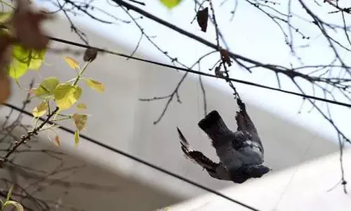 Karimnagar: कौआ फंस गया उसके पैरों में मांझा लपेटा गया