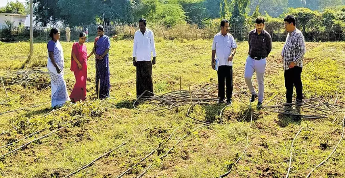 Andhra: चेंचू महिलाएं नन्नारी खेती के साथ नल्लामाला में बदलाव का नेतृत्व कर रही