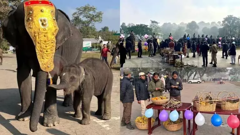 Assam : काजीरंगा की प्यारी नन्ही हथिनी परी ने मनाया अपना पहला जन्मदिन