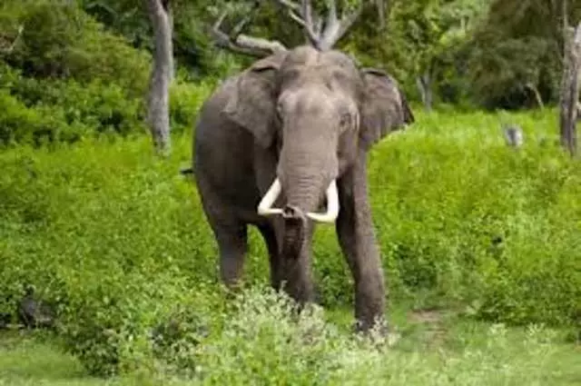 Assam : जंगली हाथी ने चरगुआ इलाके में आतंक मचाया Assam : जंगली हाथी ने चरगुआ इलाके में आतंक मचाया