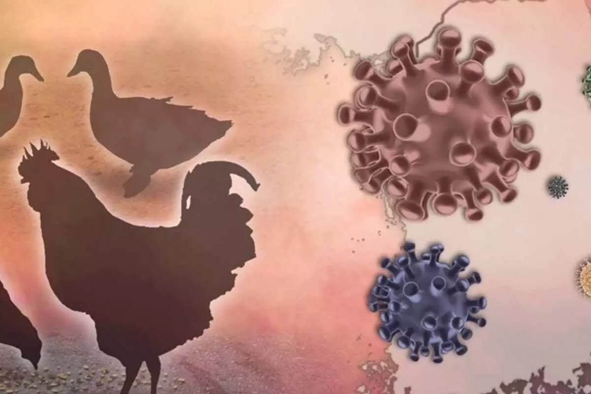 कंबोडिया में 2025 में H5N1 से पहली मौत दर्ज की जाएगी