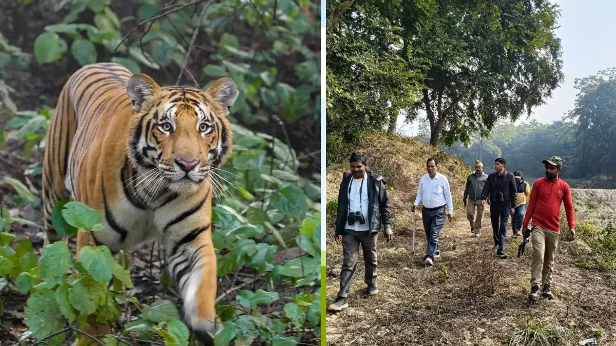 Lucknow:  बाघ का आतंक ग्रामीणों की सुरक्षा के लिए वन विभाग सहित पुलिस ने संभाला मोर्चा