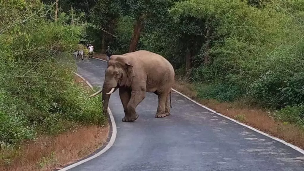 Maharashtra के बेलगाम के खानपुर में हाथियों को पकड़ने का अभियान जारी