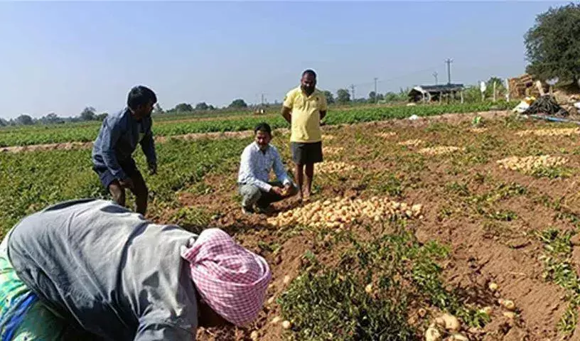 आलू की खेती से थुनकी खालसा के किसानों ने कृषि में सफलता की कहानी लिखी