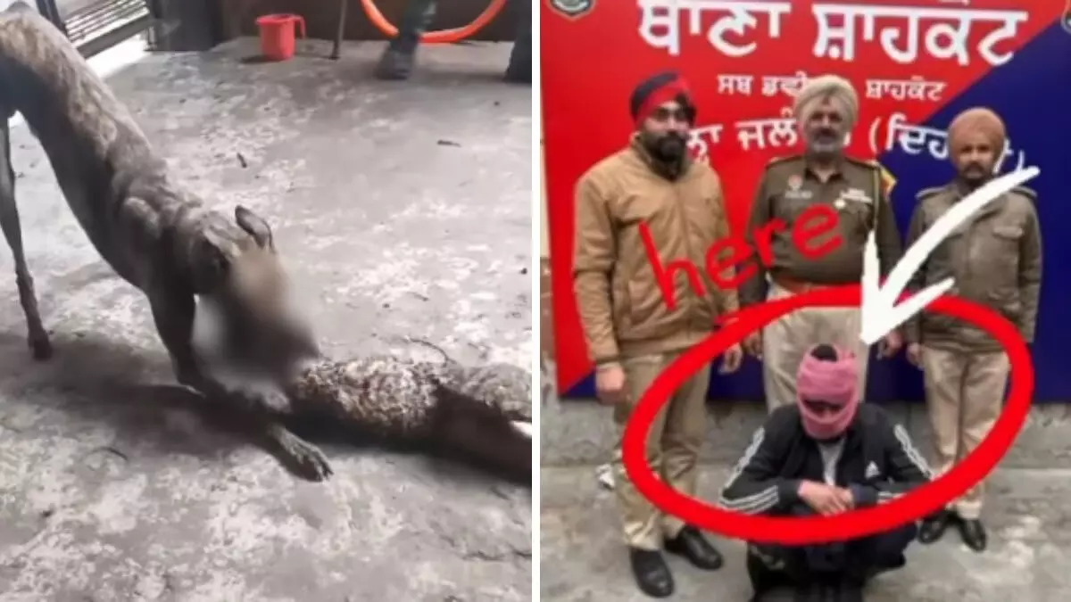 VIRAL: रील के लिए बिल्लियों को बंधवाकर कुत्तों के आगे फेंकता था शख्स, पुलिस ने किया गिरफ़्तार