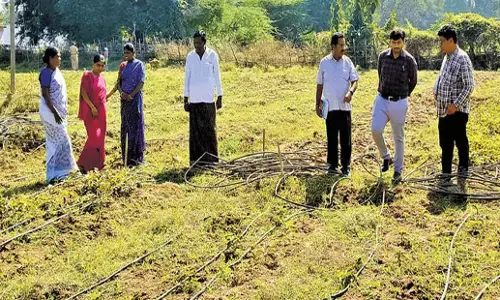 Andhra: चेंचू महिलाएं नन्नारी खेती के साथ नल्लामाला में बदलाव का नेतृत्व कर रही Andhra: चेंचू महिलाएं नन्नारी खेती के साथ नल्लामाला में बदलाव का नेतृत्व कर रही