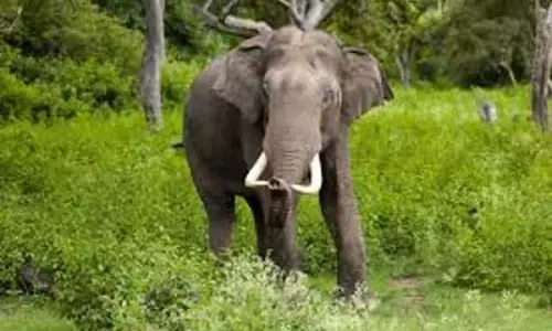 Assam : जंगली हाथी ने चरगुआ इलाके में आतंक मचाया