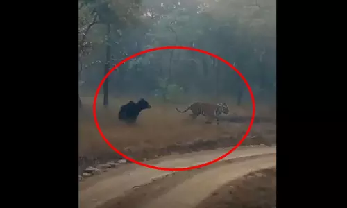 जब भालू से डरकर भागा बाघ, ऐसे खदेड़ा! VIDEO जब भालू से डरकर भागा बाघ, ऐसे खदेड़ा! VIDEO