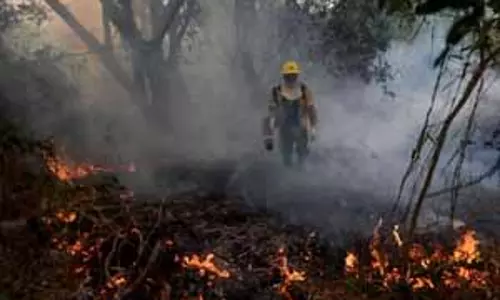 अर्जेंटीना में जंगली आग ने राष्ट्रीय उद्यान का 3,500 हेक्टेयर क्षेत्र नष्ट कर दिया