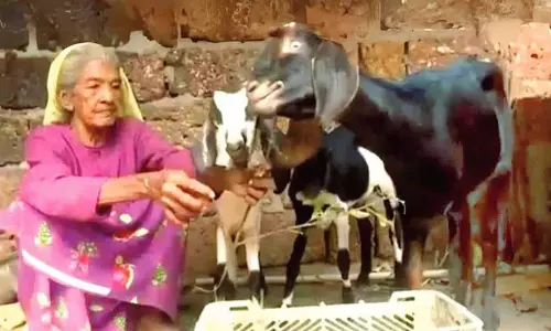 Kerala : बकरियों के प्रति अपने प्रेम के लिए मशहूर आदुम्मा का निधन Kerala : बकरियों के प्रति अपने प्रेम के लिए मशहूर आदुम्मा का निधन