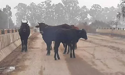 Haryana :  यमुनानगर के रादौर क्षेत्र में आवारा पशु दुर्घटनाओं का कारण बन रहे