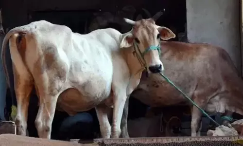 Bengaluru के चामराजपेट में उपद्रवियों द्वारा तीन गायों पर हमला करने के बाद तनाव Bengaluru के चामराजपेट में उपद्रवियों द्वारा तीन गायों पर हमला करने के बाद तनाव