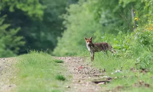 Karimnagar: तीन लोग घायल, ग्रामीणों ने लोमड़ी को पीट-पीटकर मार डाला Karimnagar: तीन लोग घायल, ग्रामीणों ने लोमड़ी को पीट-पीटकर मार डाला
