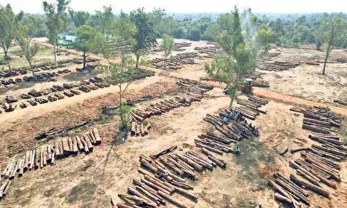 HYDERABAD: वन विभाग लकड़ी की नीलामी और चेन लिंक बाड़ लगाने की तैयारी में