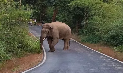 Maharashtra के बेलगाम के खानपुर में हाथियों को पकड़ने का अभियान जारी Maharashtra के बेलगाम के खानपुर में हाथियों को पकड़ने का अभियान जारी