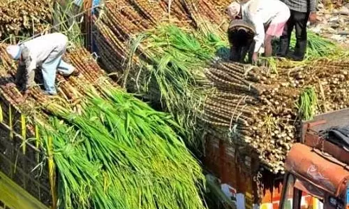 Odisha : एसीएसआईएल की प्रबंध समिति ने गन्ने की कीमत 420 रुपये प्रति टन बढ़ाई