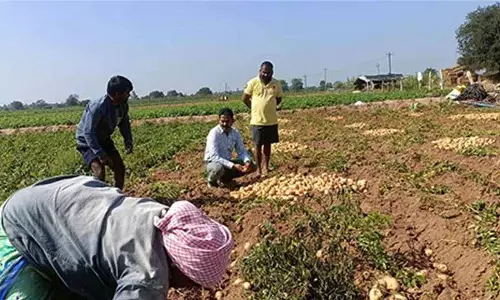आलू की खेती से थुनकी Khalsa के किसानों ने कृषि में सफलता की कहानी लिखी